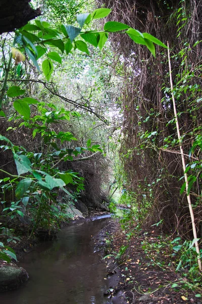 Ścieżki Gęstej Roślinności Krajobrazy Dżungli Wodą Słoneczny Dzień — Zdjęcie stockowe