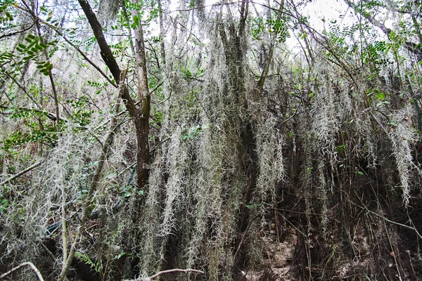 Hutan Pohon Ditutupi Dengan Lumut Putih Hari Yang Cerah — Stok Foto