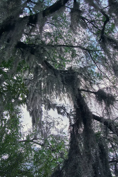 Beyaz yosunlarla kaplı ağaçlar ormanı, güneşli bir gün.