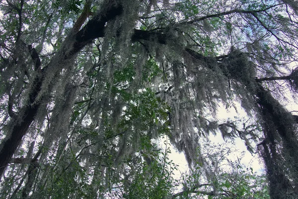 Wald Von Bäumen Mit Weißem Moos Bedeckt Sonniger Tag — Stockfoto