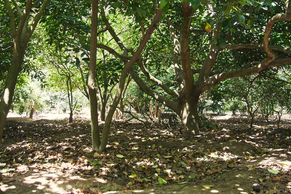 Bosque Aguacate Hermosas Texturas Plantación Árboles Día Soleado —  Fotos de Stock