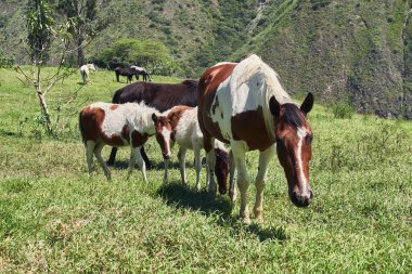 Yeşil çayırlarda otlayan atlar ve taylar, güneşli bir gün.