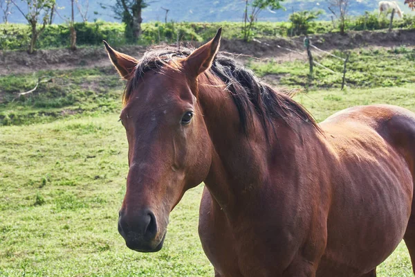 Caballo Pastando Pastos Verdes Día Soleado Escena Rural —  Fotos de Stock