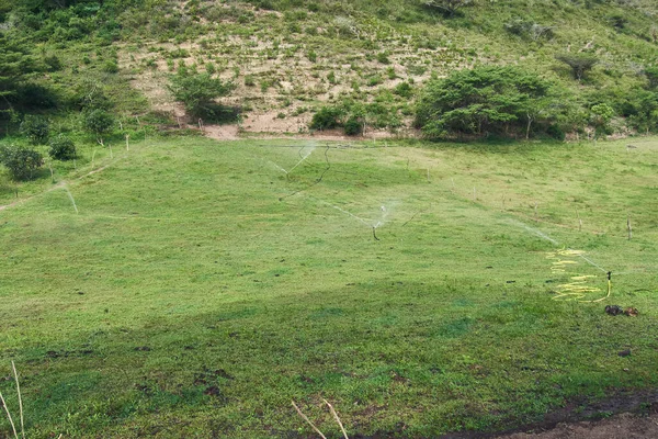 Sulama alanı olan yeşil çayır çiftliği, güneşli bir gün.