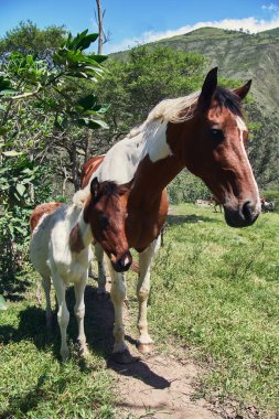 Yeşil çayırlarda otlayan atlar ve taylar, güneşli bir gün.