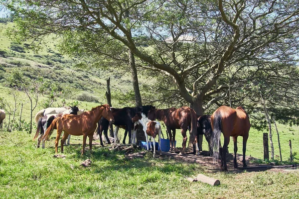 Horses and foals grazing on green pasture, sunny day