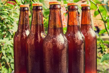 Yeşil bitkilerin üzerine damlalar konmuş bira şişeleri, kahverengi şişeler