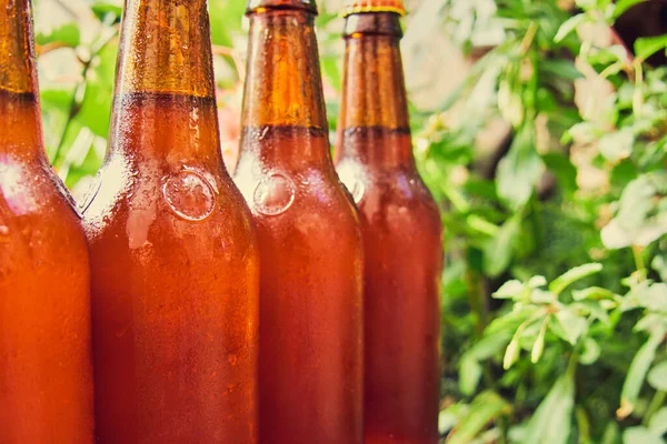 Beer Bottles Drops Green Plants Background Brown Bottles — Stock Photo, Image