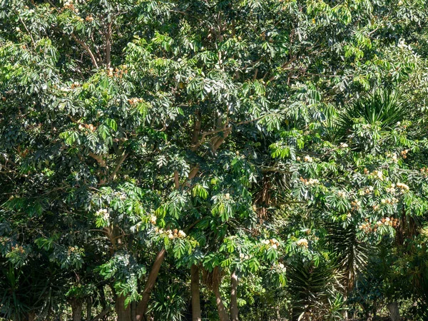 Pohon Hijau Raksasa Mekar Hari Cerah — Stok Foto