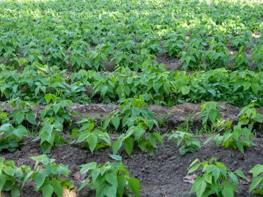 On beş günlük, güneşli bir günde küçük fasulye tohumları ekiyorum.