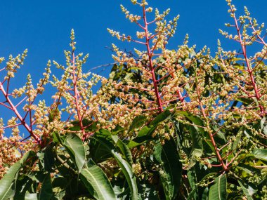 Mango çiçekleri, meyve yetiştirmeye hazır, güneşli bir gün.
