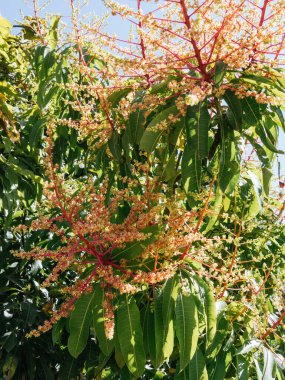 Mango çiçekleri, meyve yetiştirmeye hazır, güneşli bir gün.