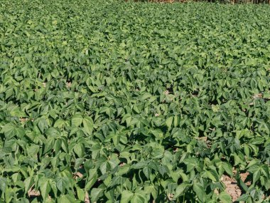 On beş günlük, güneşli bir günde küçük fasulye tohumları ekiyorum.