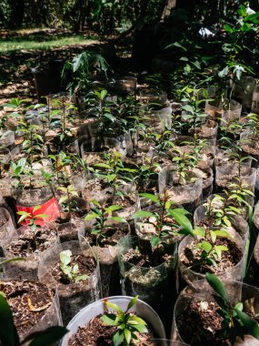 Geri dönüşümlü şişelerde büyüyen küçük bitkiler, Eugenia bitkileri.