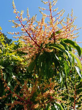 Mango çiçekleri, meyve yetiştirmeye hazır, güneşli bir gün.