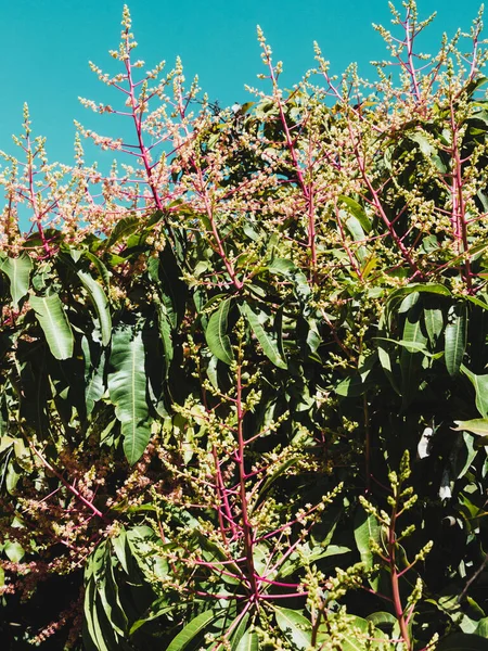 mango plant flowers, ready to produce fruits, sunny day