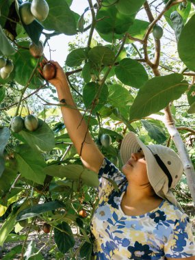 Tamarillo hasat eden kadın, ağaç domatesi olarak bilinir, güneşli bir gün.