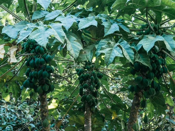 Chamburo Bitkisi Chigualcan Koku Papaya Papayuela Latin Amerika Türleri Stok Resim