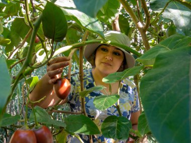 Tamarillo hasat eden kadın, ağaç domatesi olarak bilinir, güneşli bir gün.