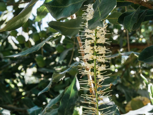 Cor Branca Flor Macadâmia Fundo Verde Dia Ensolarado — Fotografia de Stock