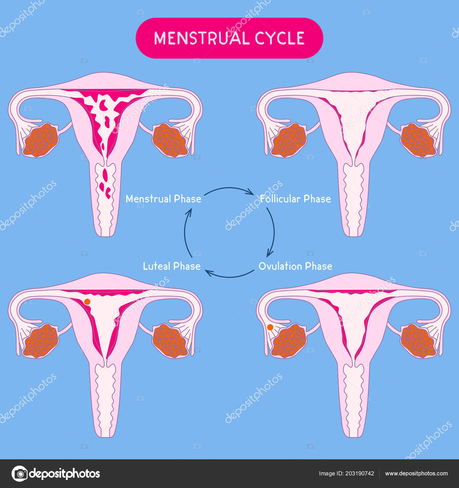 Luteal Phase Meaning Of Periods In Female Pregnancy Typical 28 Day