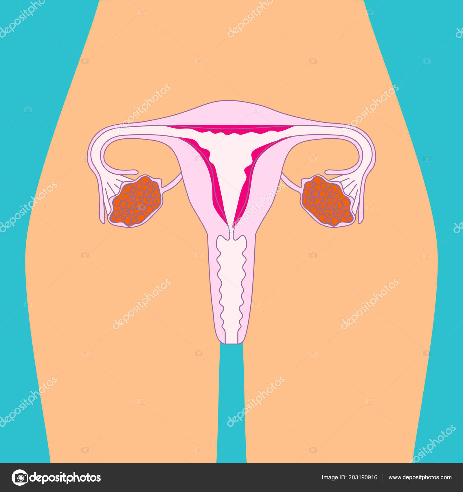 Livmoderillustration Menneskelige Indre Vektorillustration Kvinde Reproduktionssystem Anatomi Livmoder Stock-vektor af ©artskvortsova 203190916