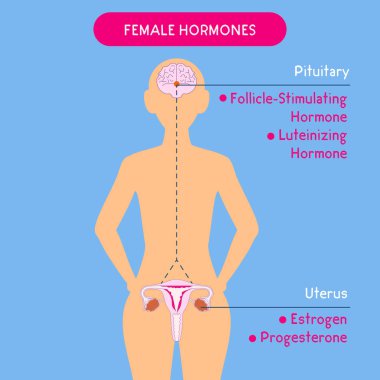 Kadın hormonları. Güzel tıp vektör çizim. Bilim, eğitim ve popüler-bilimsel kavram. Kadın endokrin sistemi. İnsan anatomisi. İnsan silueti. Hormonlar