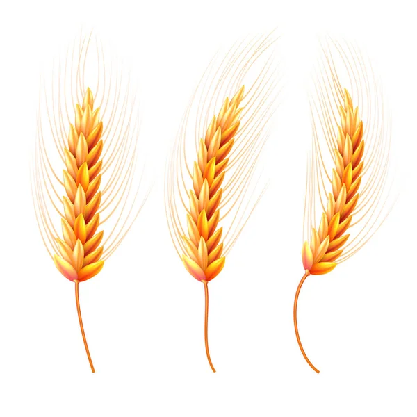 Set Wheat Ear Realistic Vector Illustration High Detailed Illustrated Wheat — Stock Vector