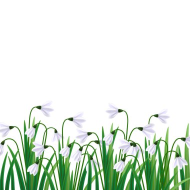 Kardelen çiçek. Galanthus vektör çizim. İlk bahar, bahar sembolü işaret
