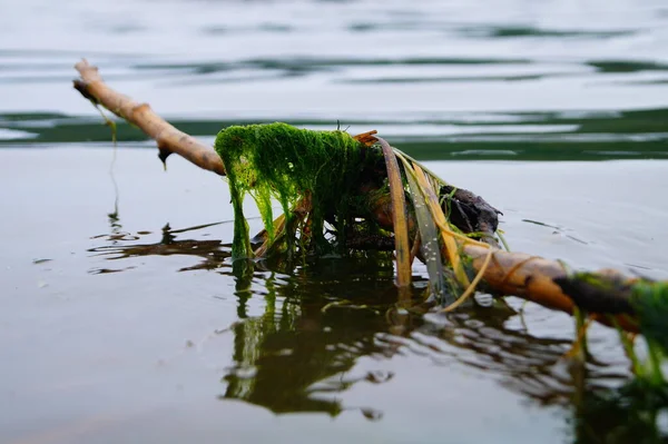 海草に絡まった棒が水面に浮かび — ストック写真
