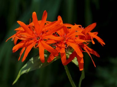 Kızıl yıldızımsı orman çiçeği