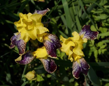 Rastsvel zheltyy tsvetok iris polosatymi list 'yami