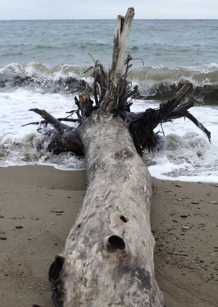 Albero Morto Sulla Spiaggia Tra Onde — Foto Stock