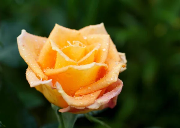 Blooming Yellow Rose Dew Drops Petals — Stock Photo, Image