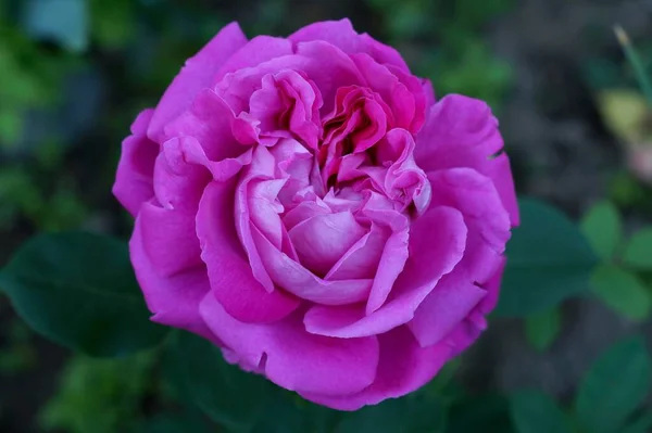 Lilac Rose Bloomed Summer Garden — Stock Photo, Image