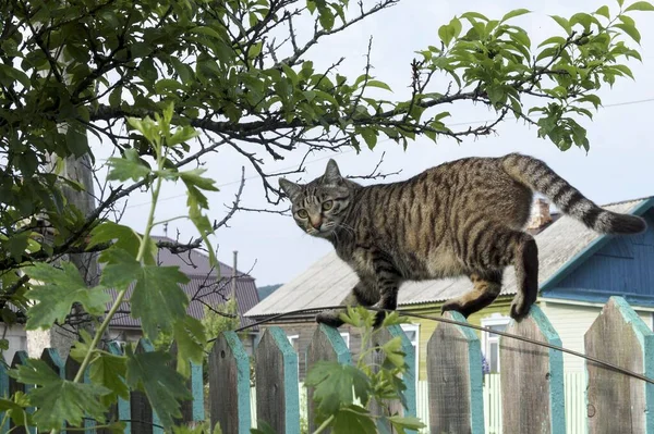 Gato Gris Camina Sobre Una Cerca Pueblo Madera — Foto de Stock