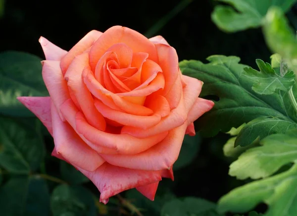 Delicate Pink Rose Bloomed Summer Garden — Stock Photo, Image