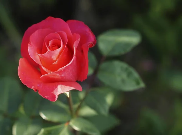 Red Rose Bloomed Summer Garden — Stock Photo, Image