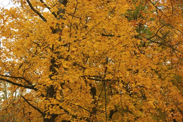 Vackra scenen dimmiga gamla höst skog — Stockfoto