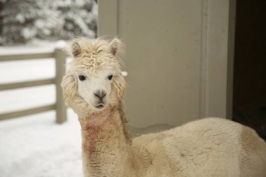Avrupa 'da bir çiftlikteki Alpakalar