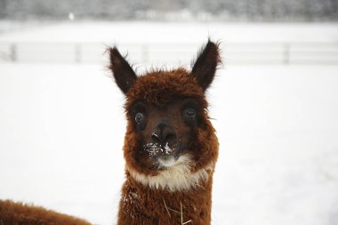 Avrupa 'da bir çiftlikteki Alpakalar