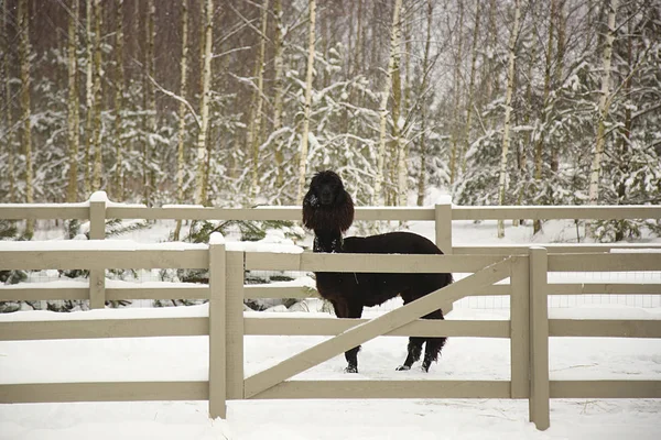 Alpacas in a farm of Europe — Stock Photo, Image