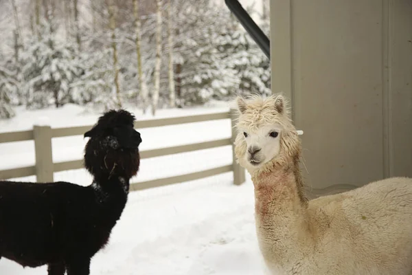 Alpacas numa quinta da Europa — Fotografia de Stock