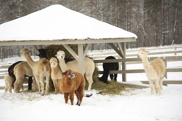 Alpacas numa quinta da Europa — Fotografia de Stock