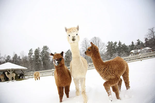 Alpacas numa quinta da Europa — Fotografia de Stock