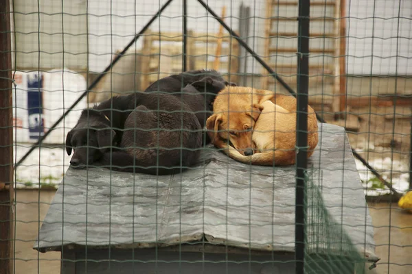 Refugio para perros sin hogar — Foto de Stock