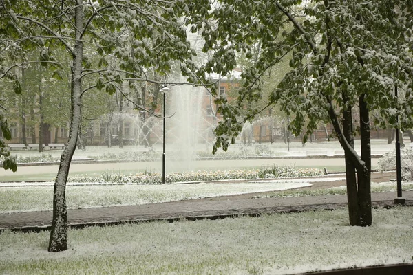 Daugavpils Latvia Maj 2020 Snöig Dag Maj Daugavpils Lettland — Stockfoto