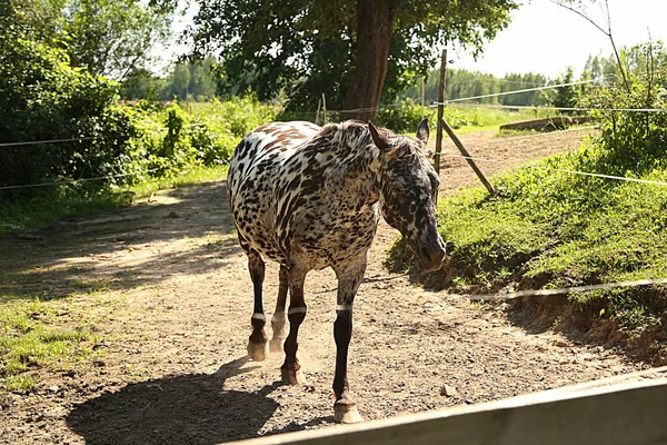 Pferd Mit Schwarzen Töpfen Auf Der Koppel Tierhof — Stockfoto