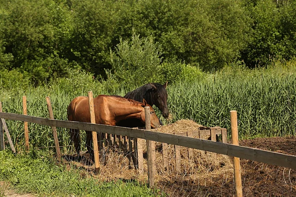 Pferd Mit Schwarzen Töpfen Auf Der Koppel Tierhof — Stockfoto