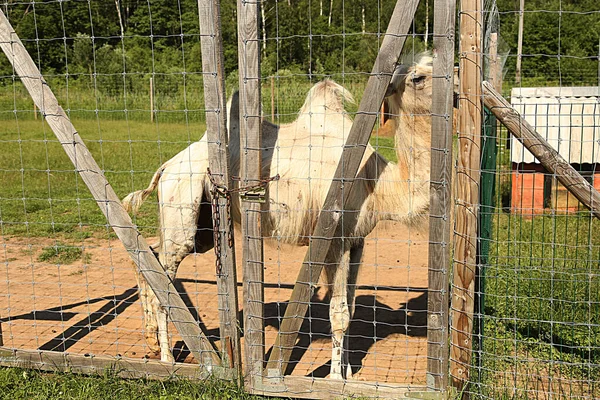 Granja Animal Camello Paddock Hora Verano — Foto de Stock